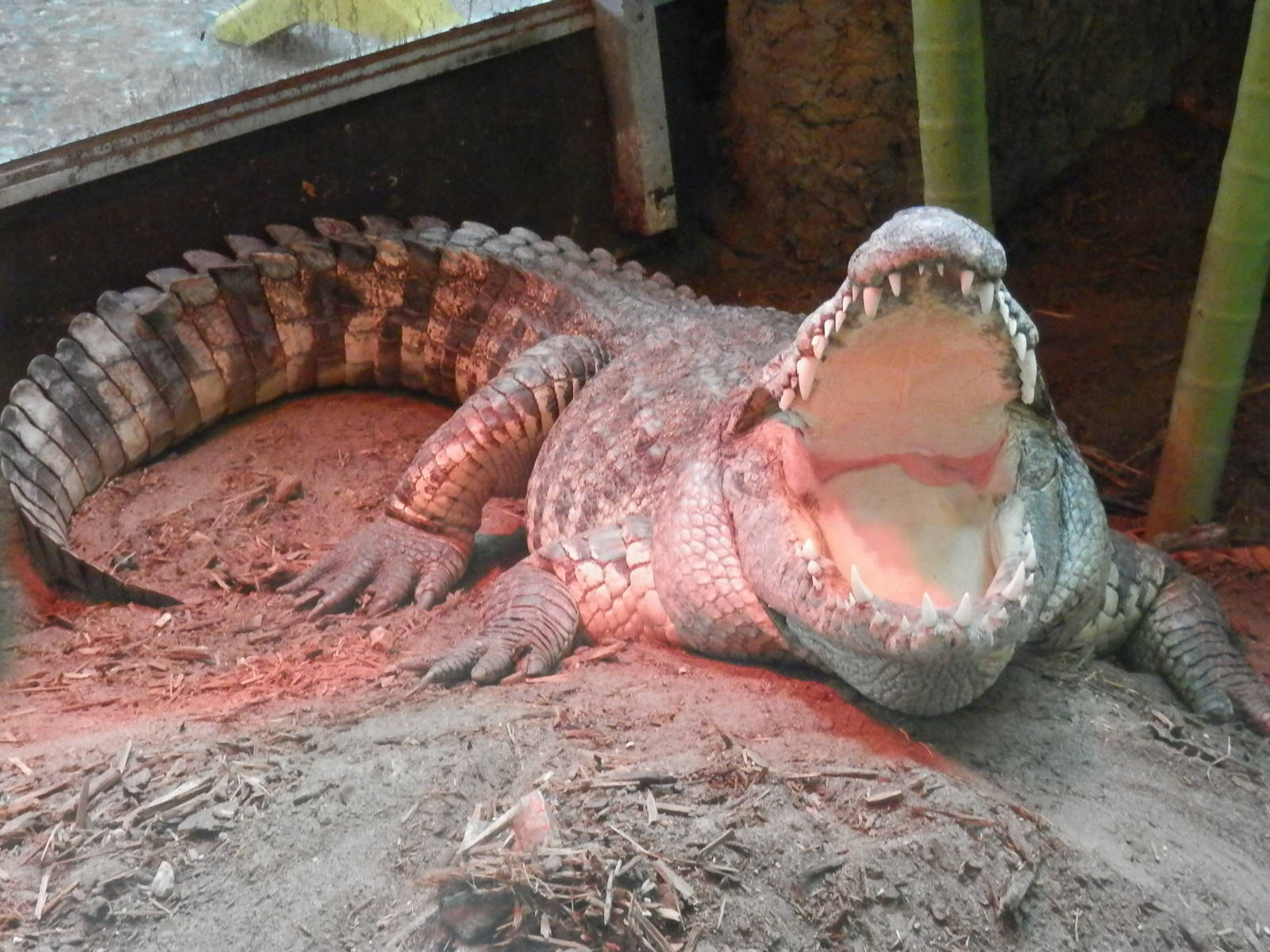 "Dad" Siamese Crocodile guarding his nest below