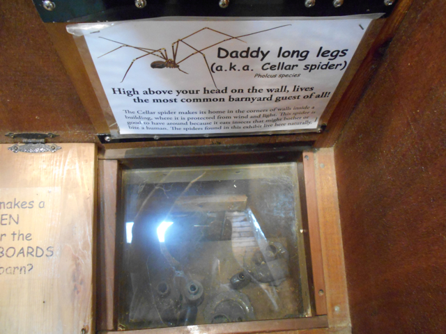 Daddy long-legs exhibit in barn "cellar"