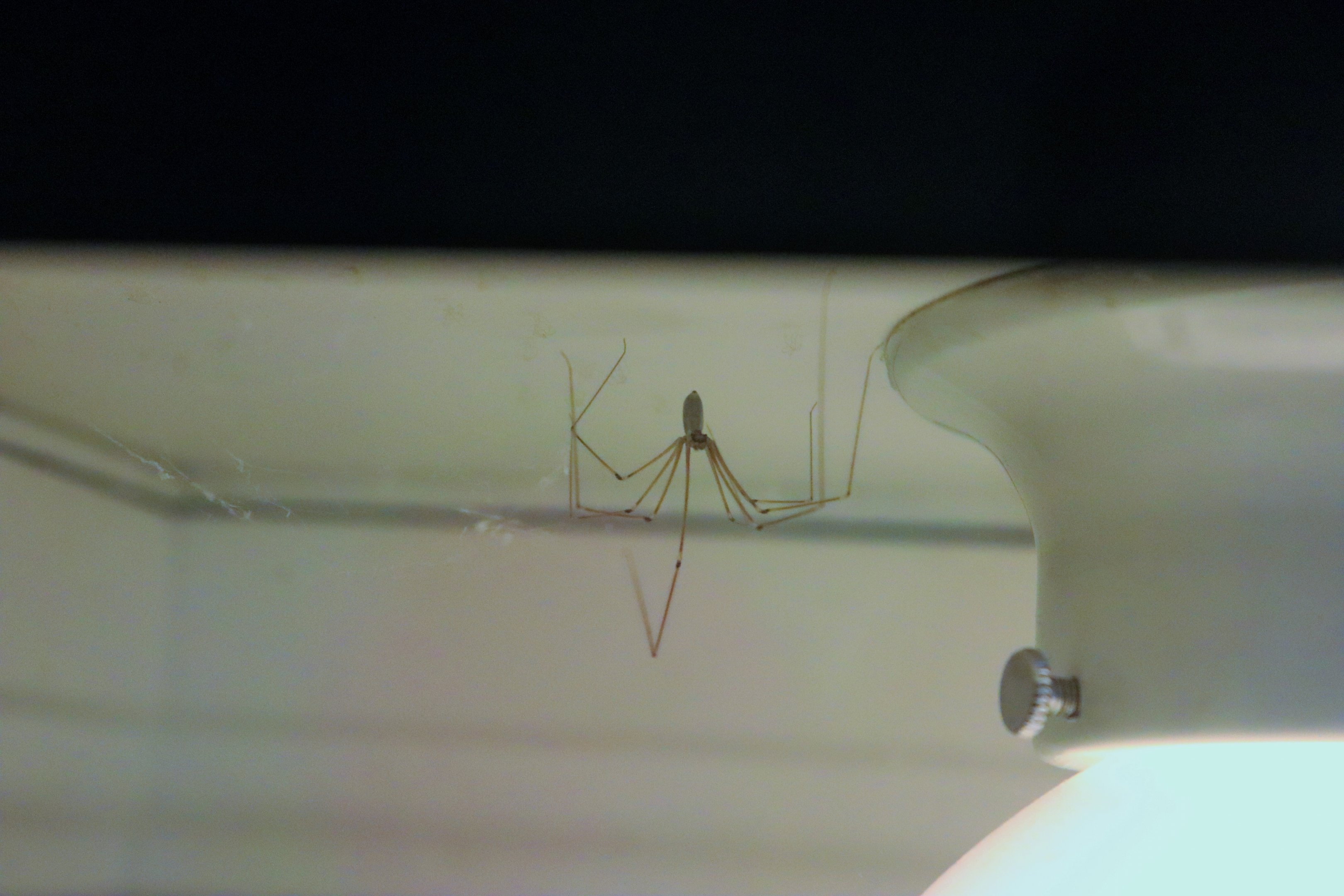 Daddy Long-legs Spider (Pholcus phalangioides)