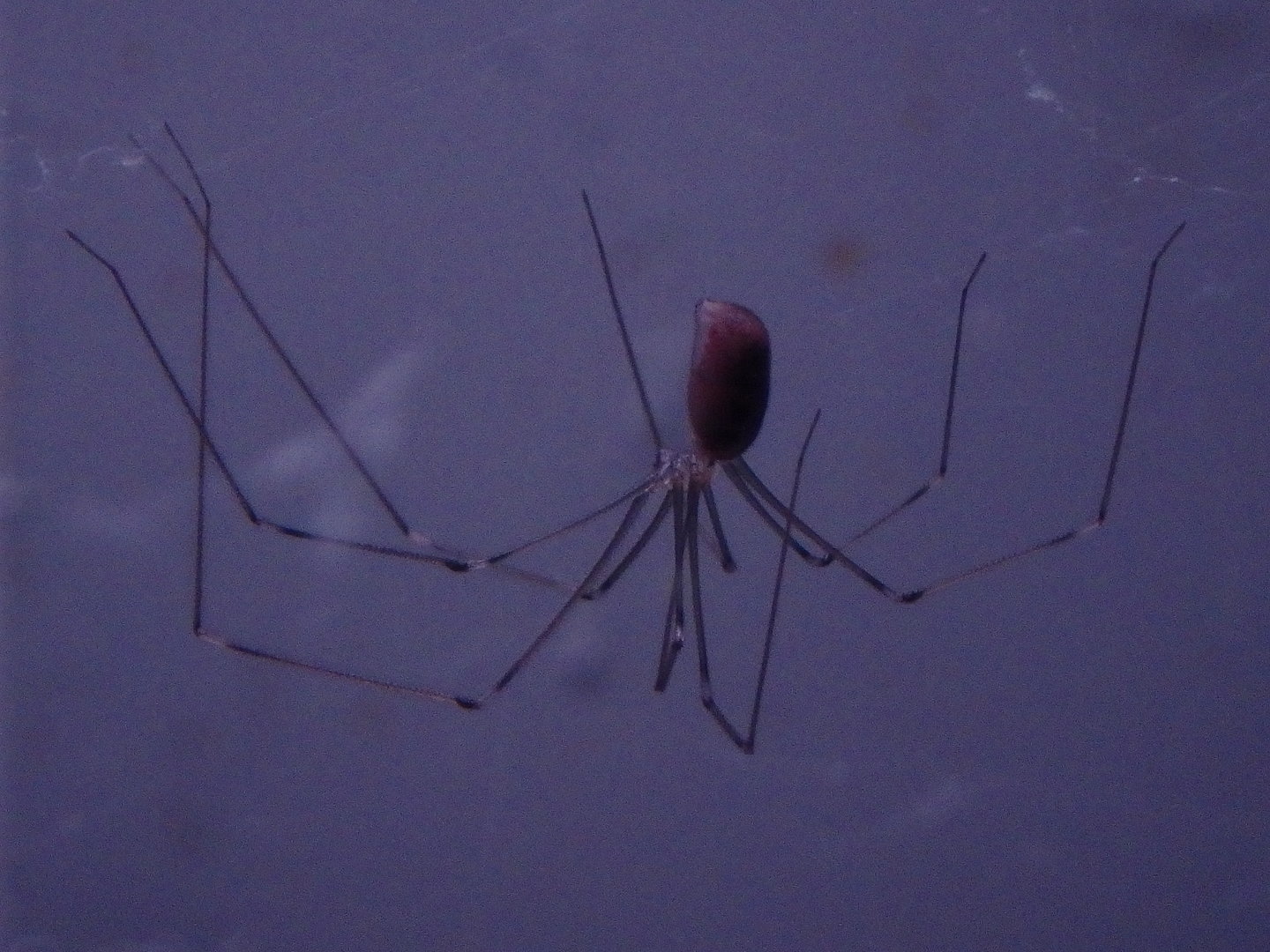Daddy long-legs spider