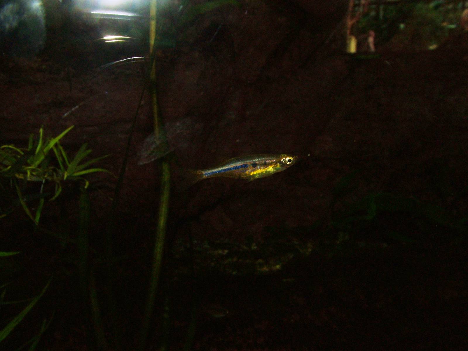 Dadio at Frankfurt 31/08/10