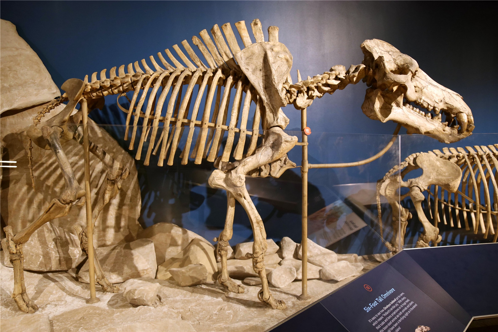 Daeodon shoshonensis