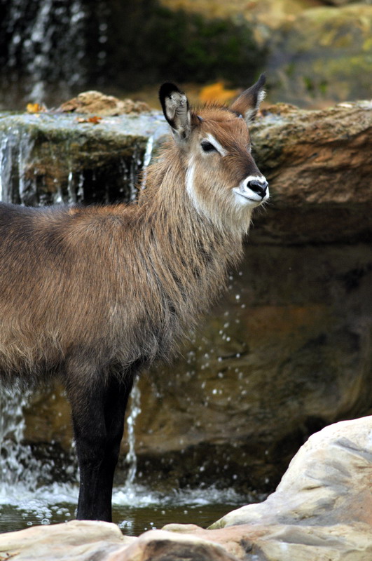 Dafassa Waterbuck