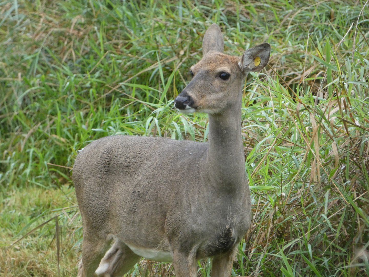 Daffodil (White-tailed deer)