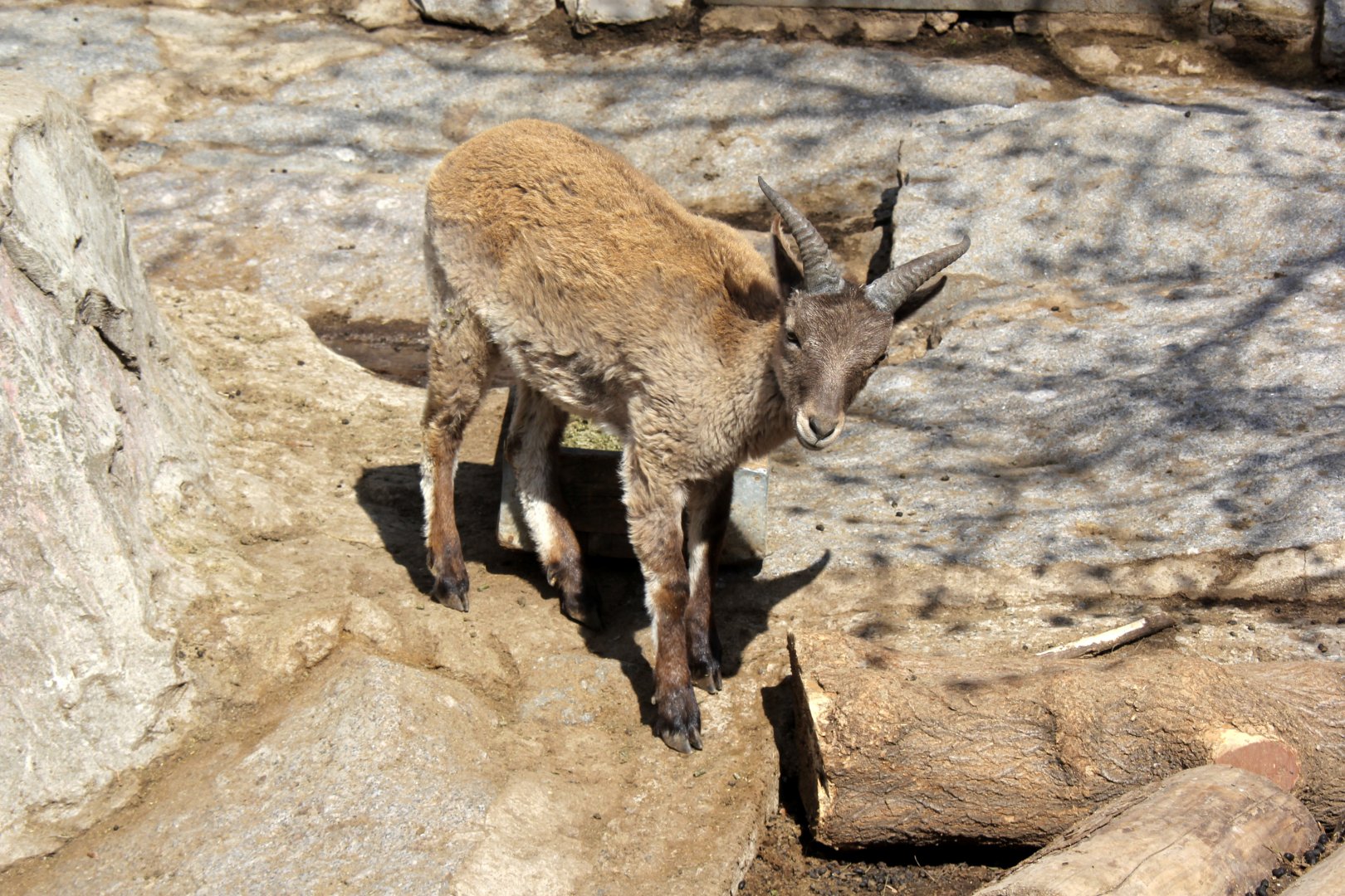 Dagestan or East Caucasian tur (Capra cylindricornis)