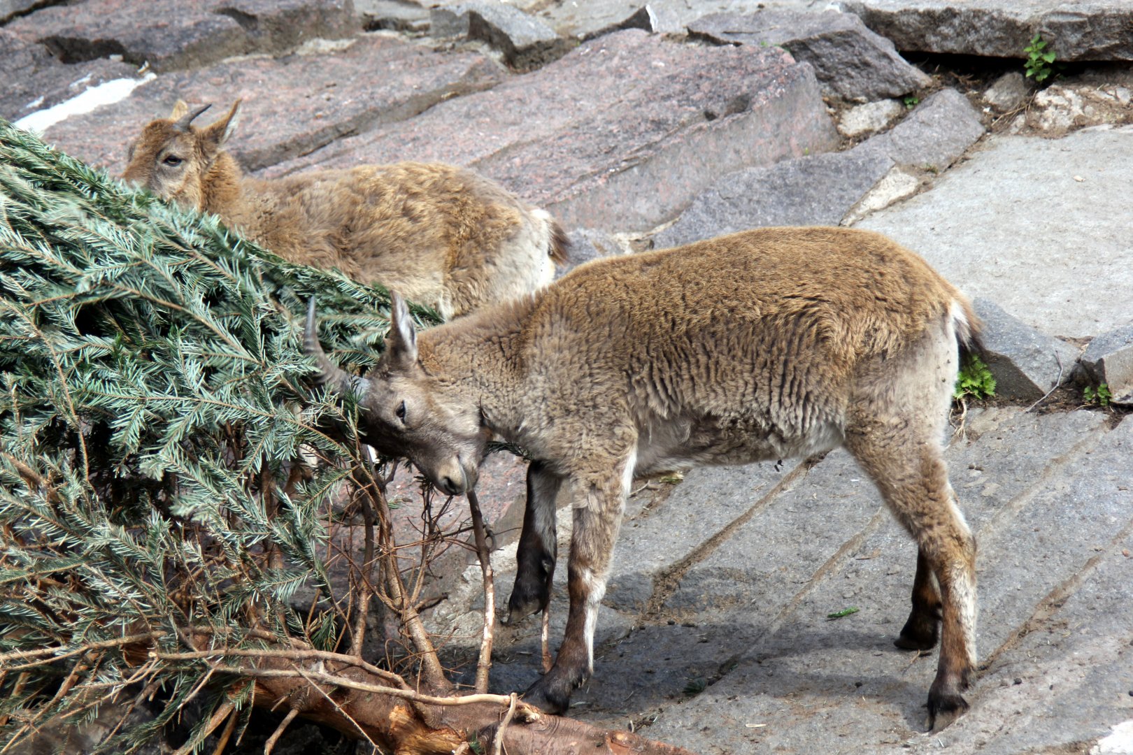 Dagestan or East Caucasian tur (Capra cylindricornis)
