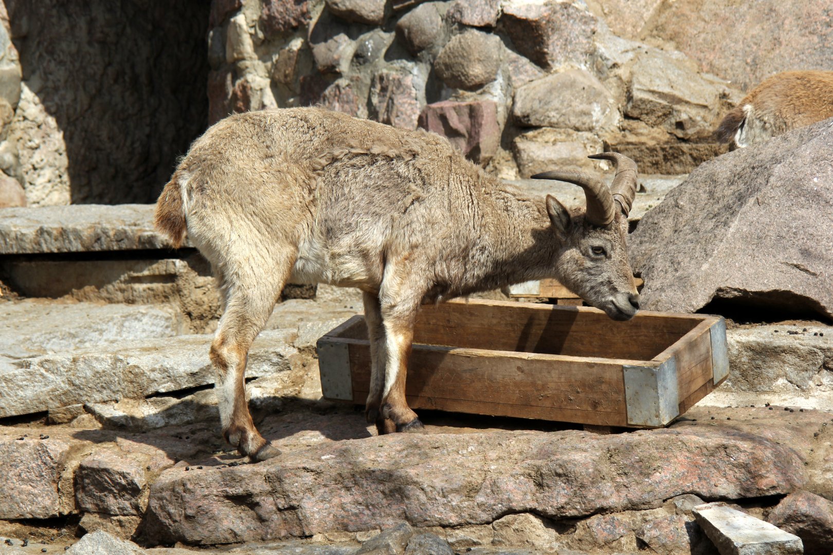Dagestan or East Caucasian tur (Capra cylindricornis)
