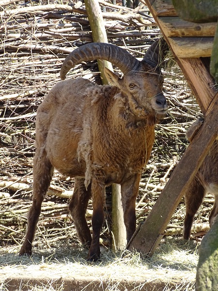 Dagestan tur (Capra cylindricornis)