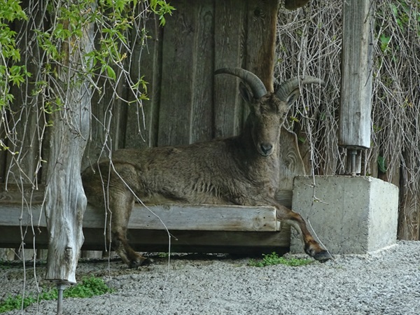 Dagestan tur (Capra cylindricornis)