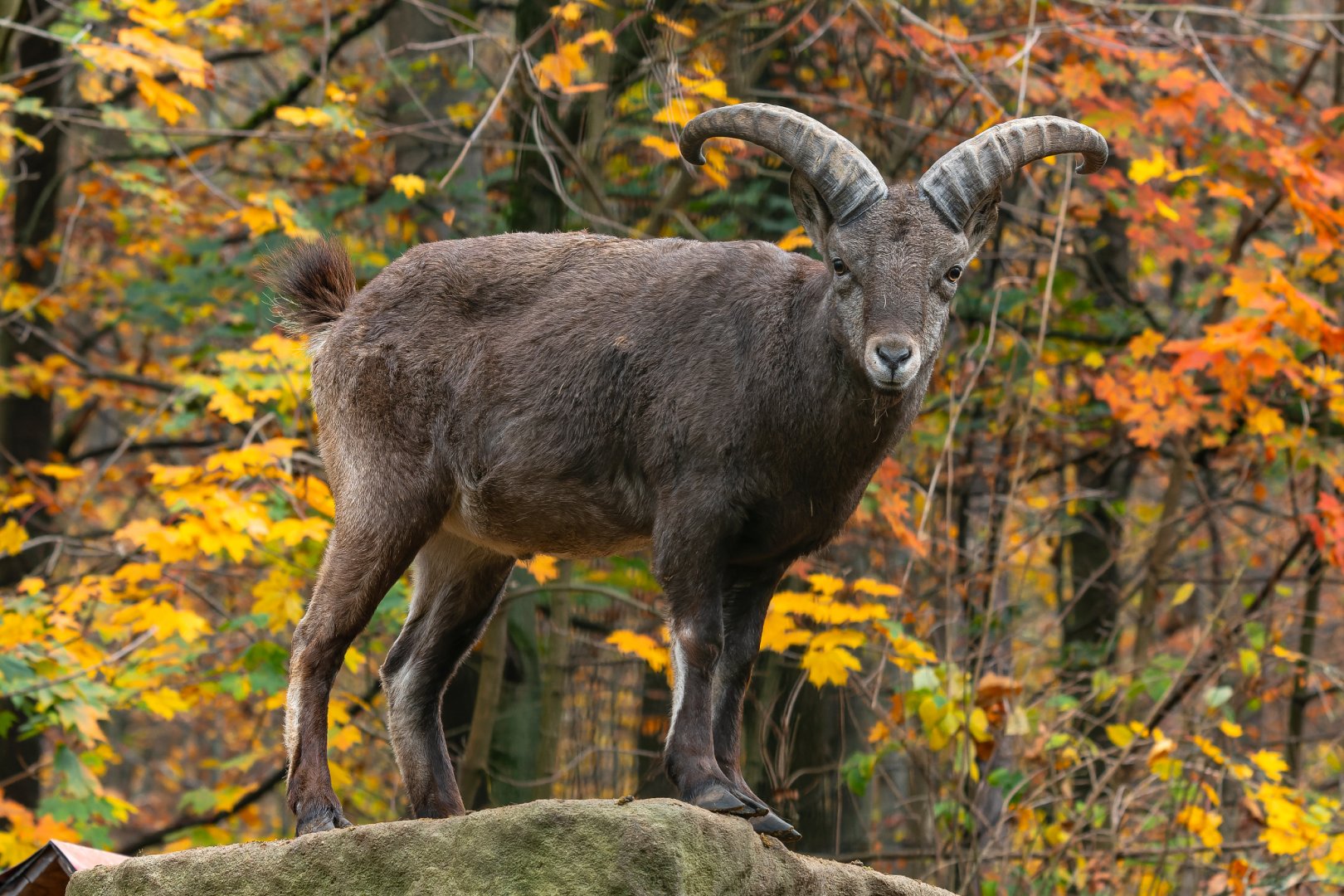 Dagestan tur (Capra cylindricornis)