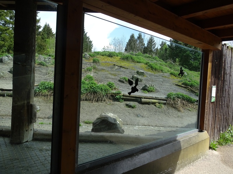 Dagestan tur enclosure