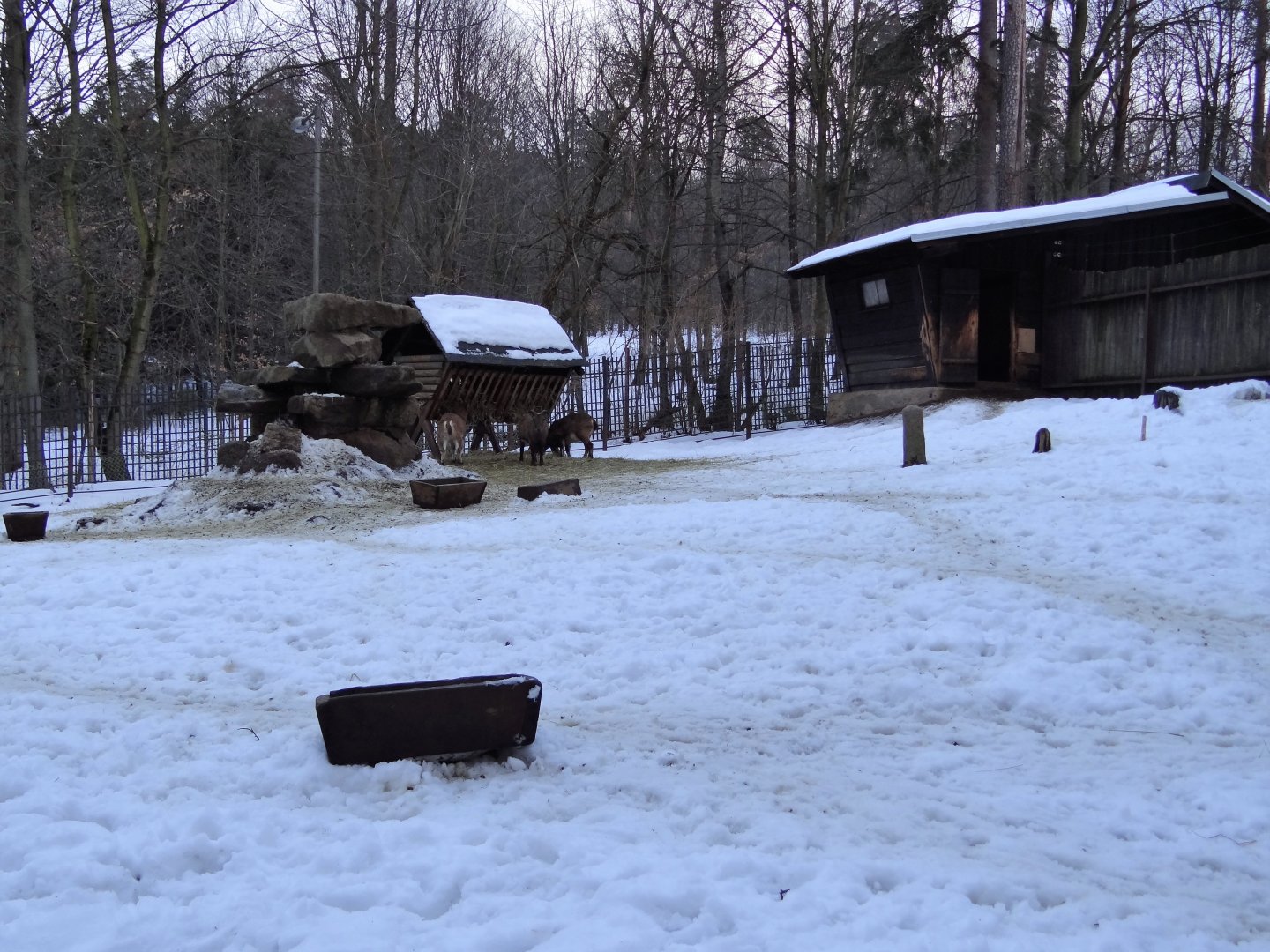 Dagestan Tur paddock