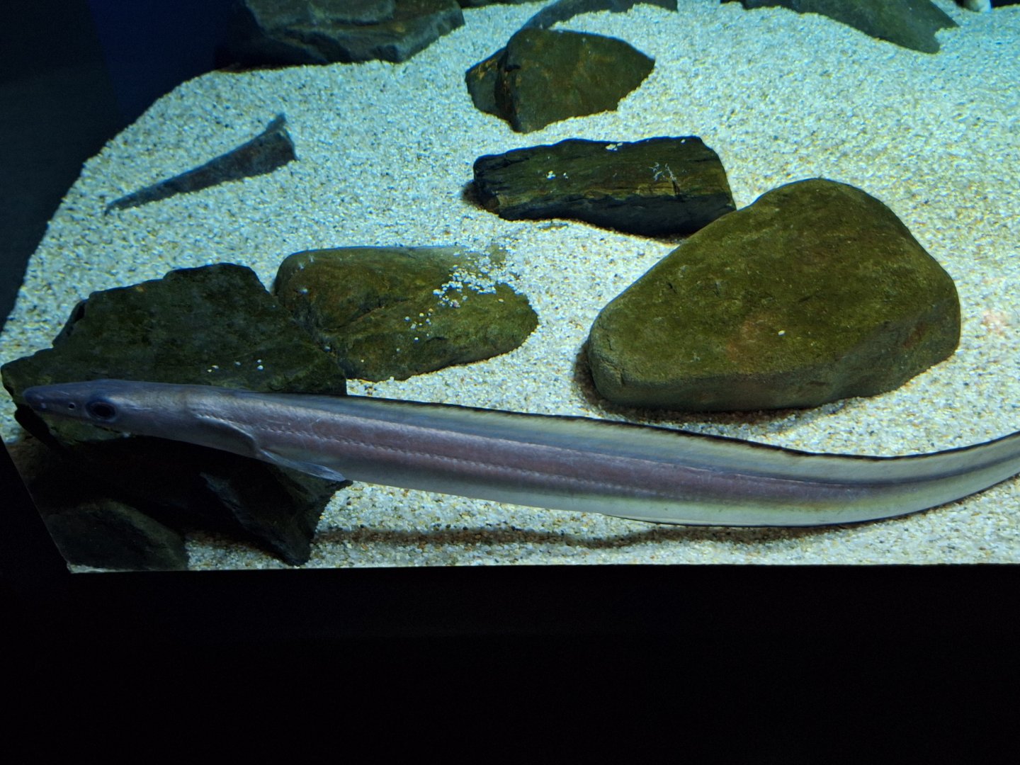 Daggertooth pike conger (Muraenesox cinereus)