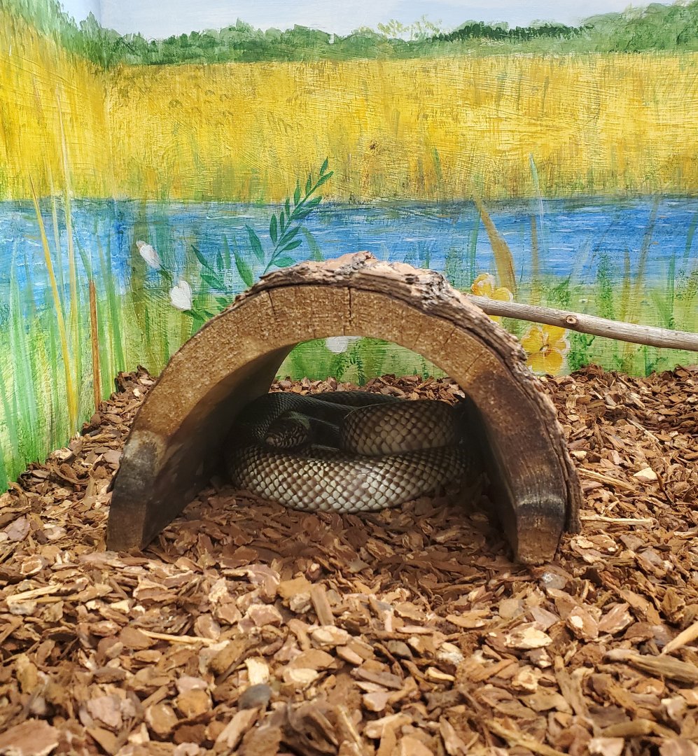 Daggerwing Nature Center - Apalachicola King Snake