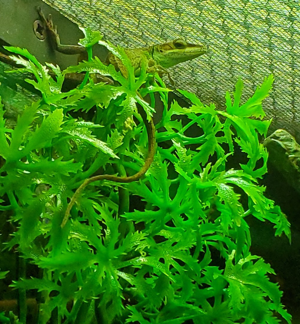 Daggerwing Nature Center - Green Anole