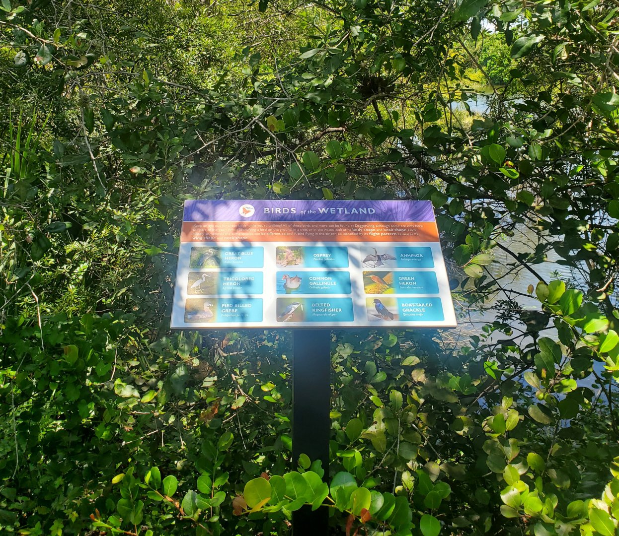 Daggerwing Nature Center - Local birds sign
