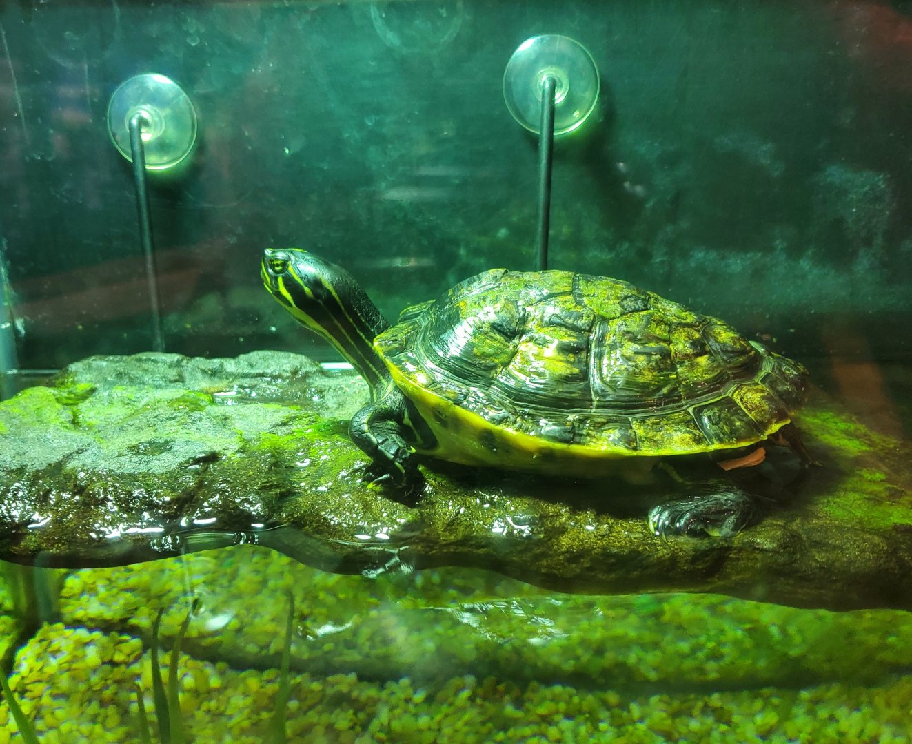 Daggerwing Nature Center - Peninsular Cooter