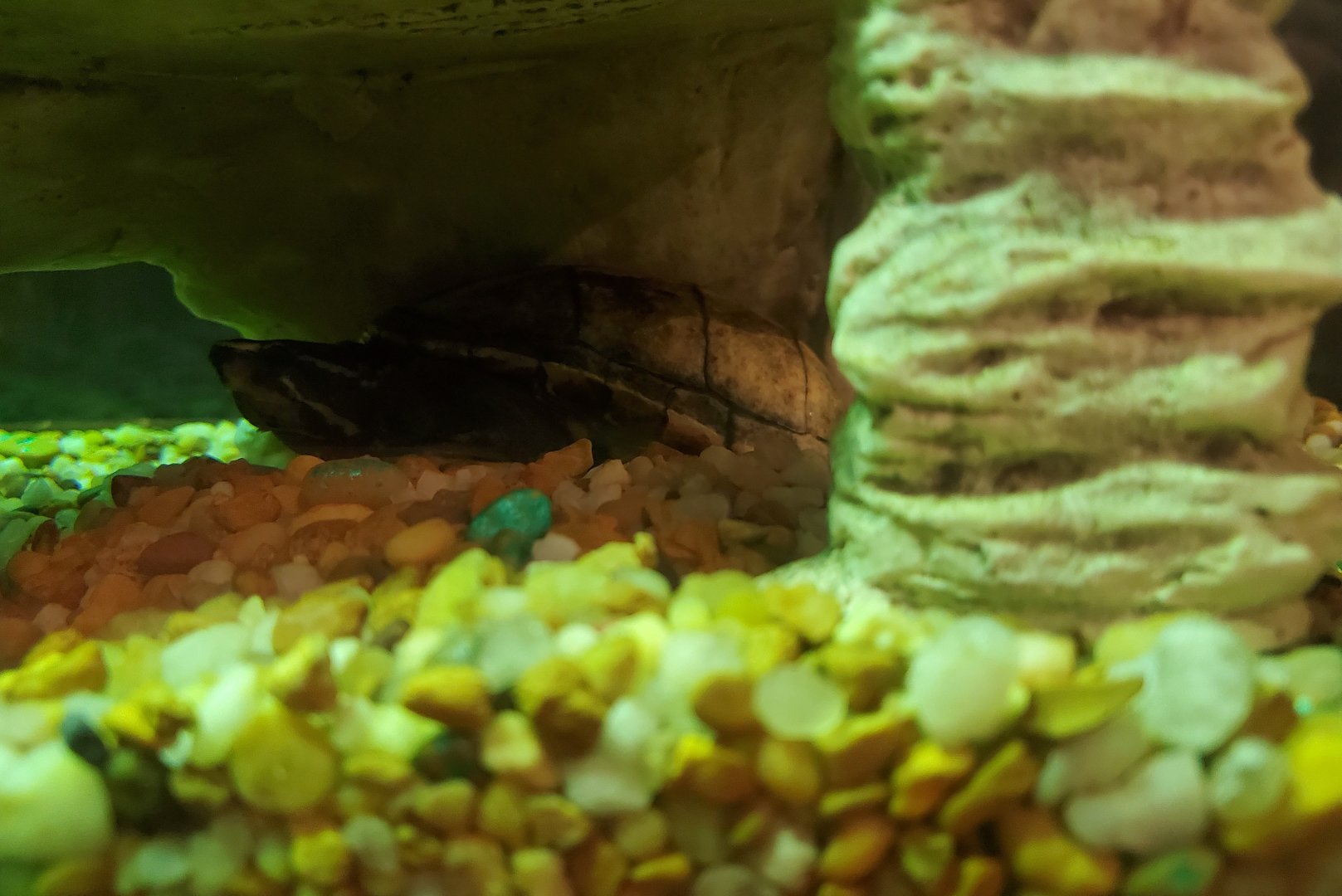 Daggerwing Nature Center - Striped Mud Turtle