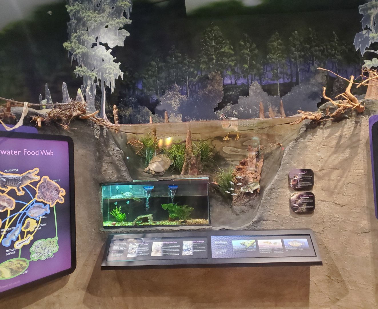 Daggerwing Nature Center - Wetlands diorama