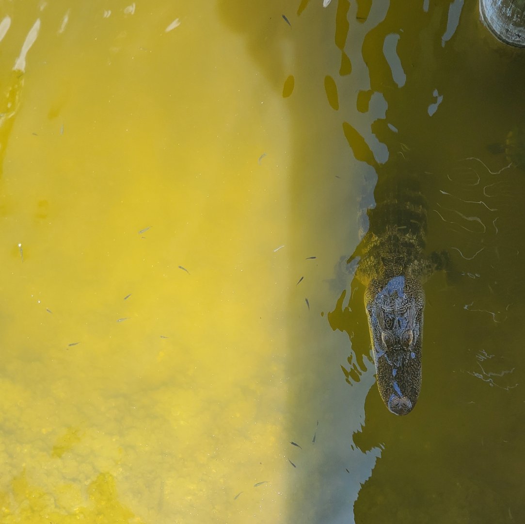 Daggerwing Nature Center - Wild alligator