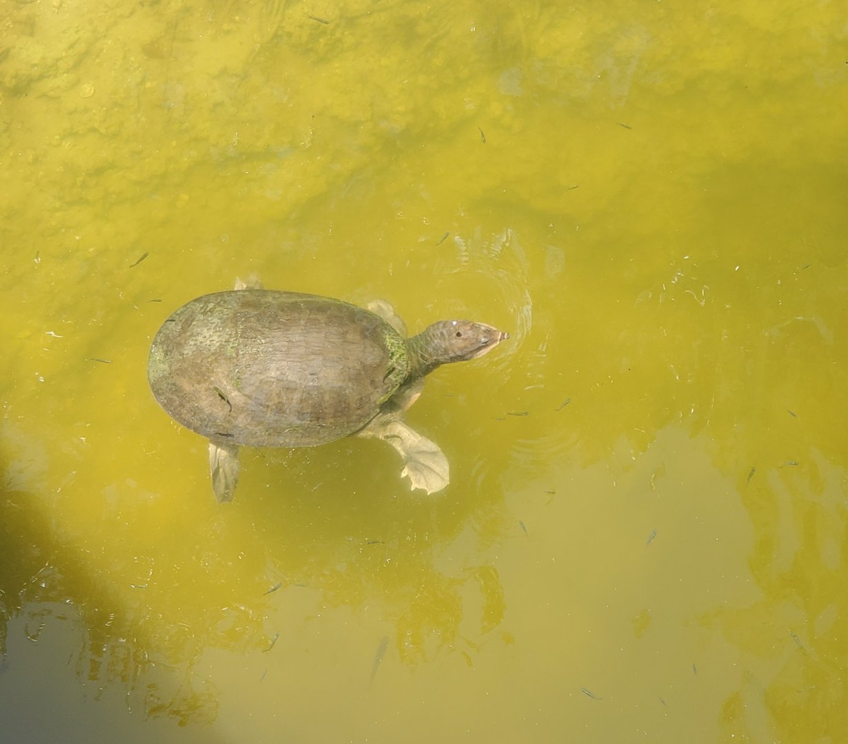 Daggerwing Nature Center - Wild Florida Softshell