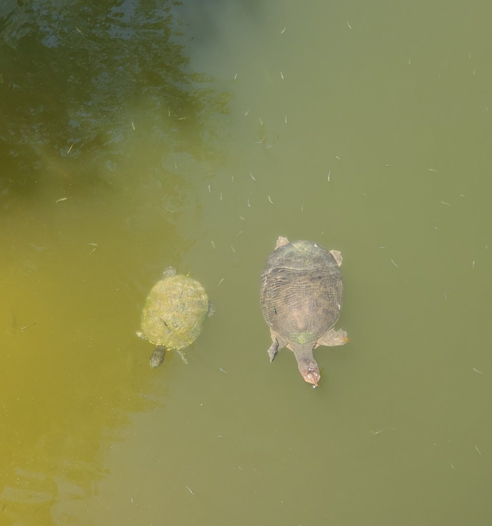 Daggerwing Nature Center - Wild turtles