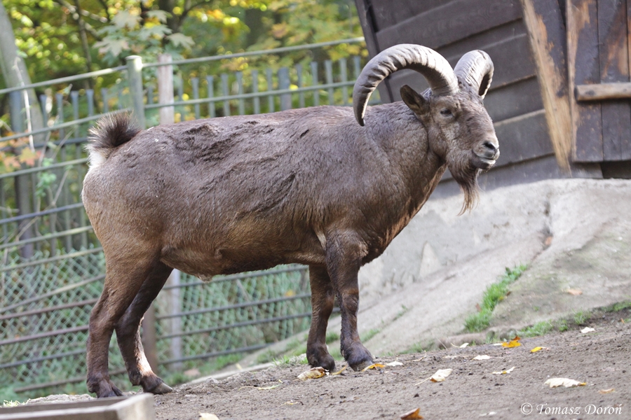 Daghestan Tur (Capra cylindricornis)
