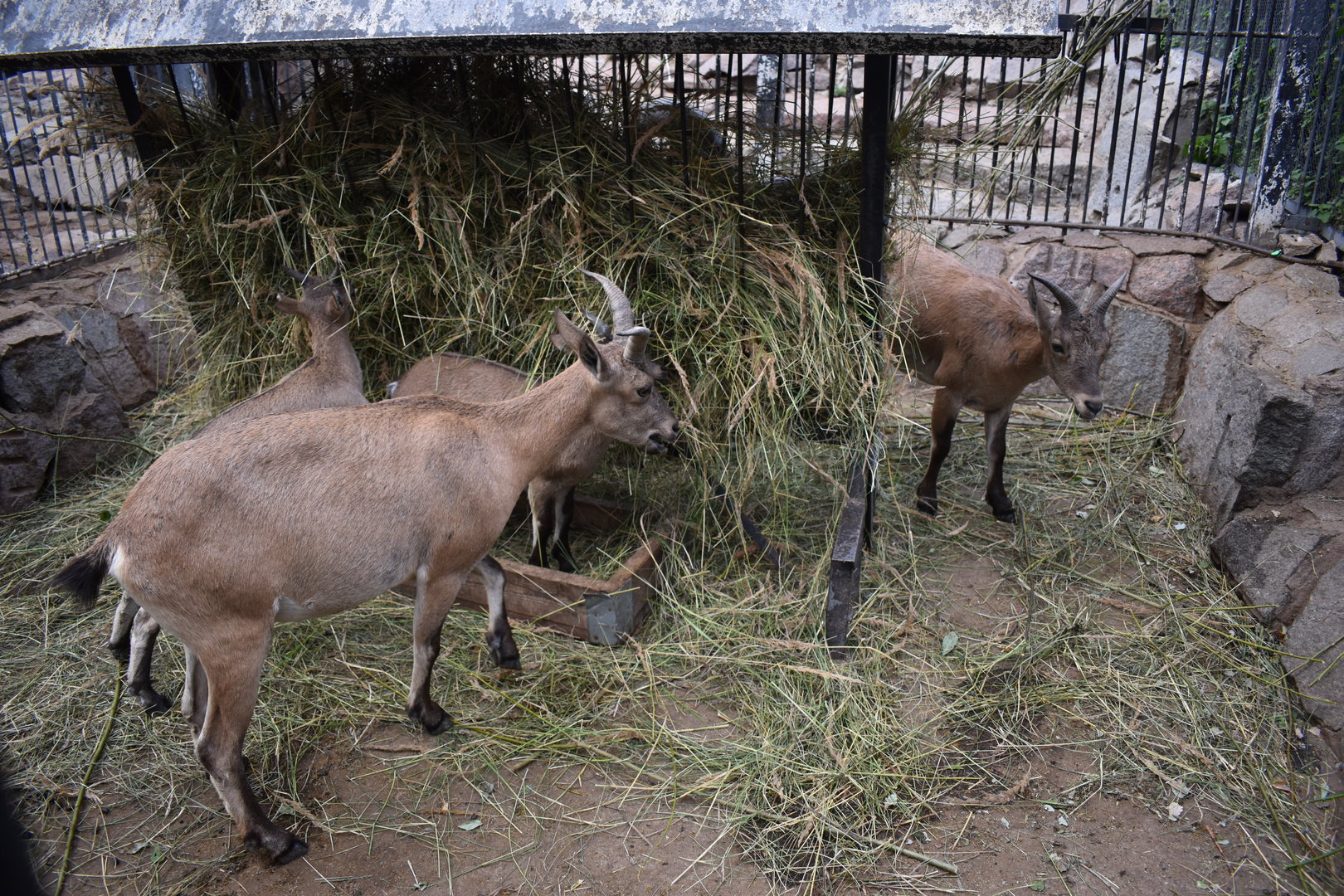 Daghestani turs, females with kids