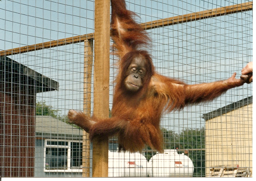 Dagu after 6 months UK Quarantine 1988