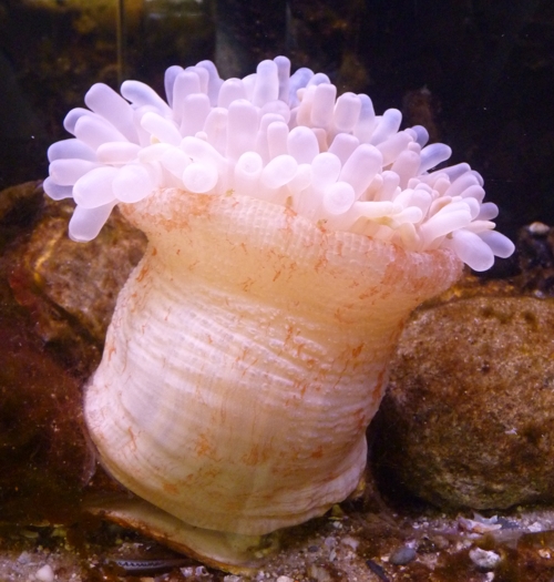 Dahlia anemone (Urticina felina)