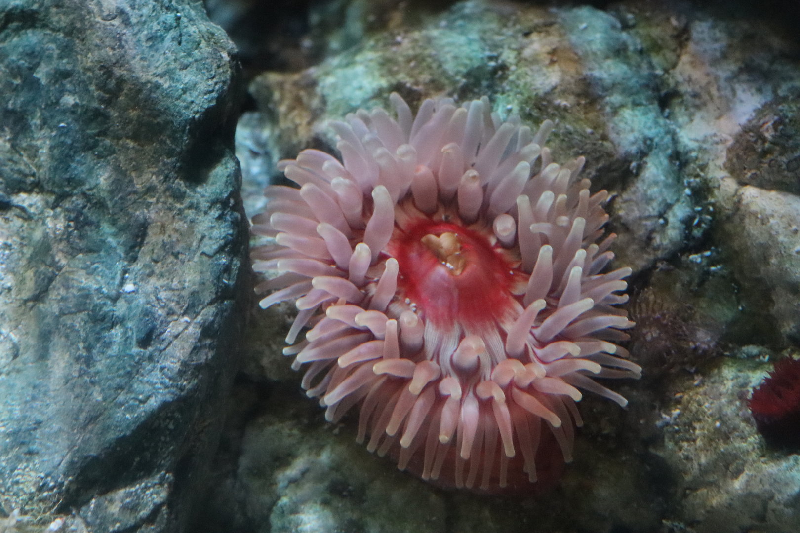 Dahlia Anemone (Urticina felina)