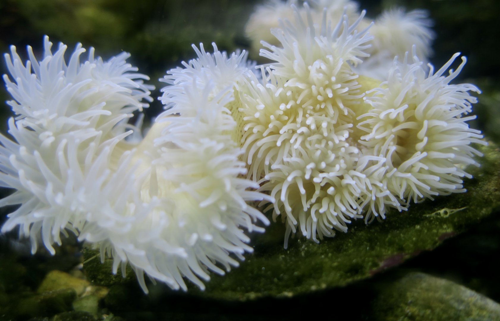 Dahlia Anemone (Urticina felina)