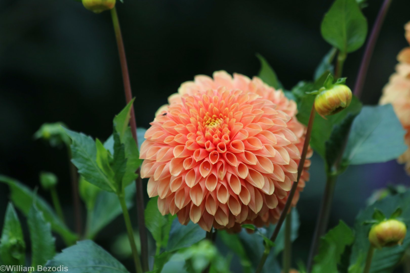 Dahlia Flower