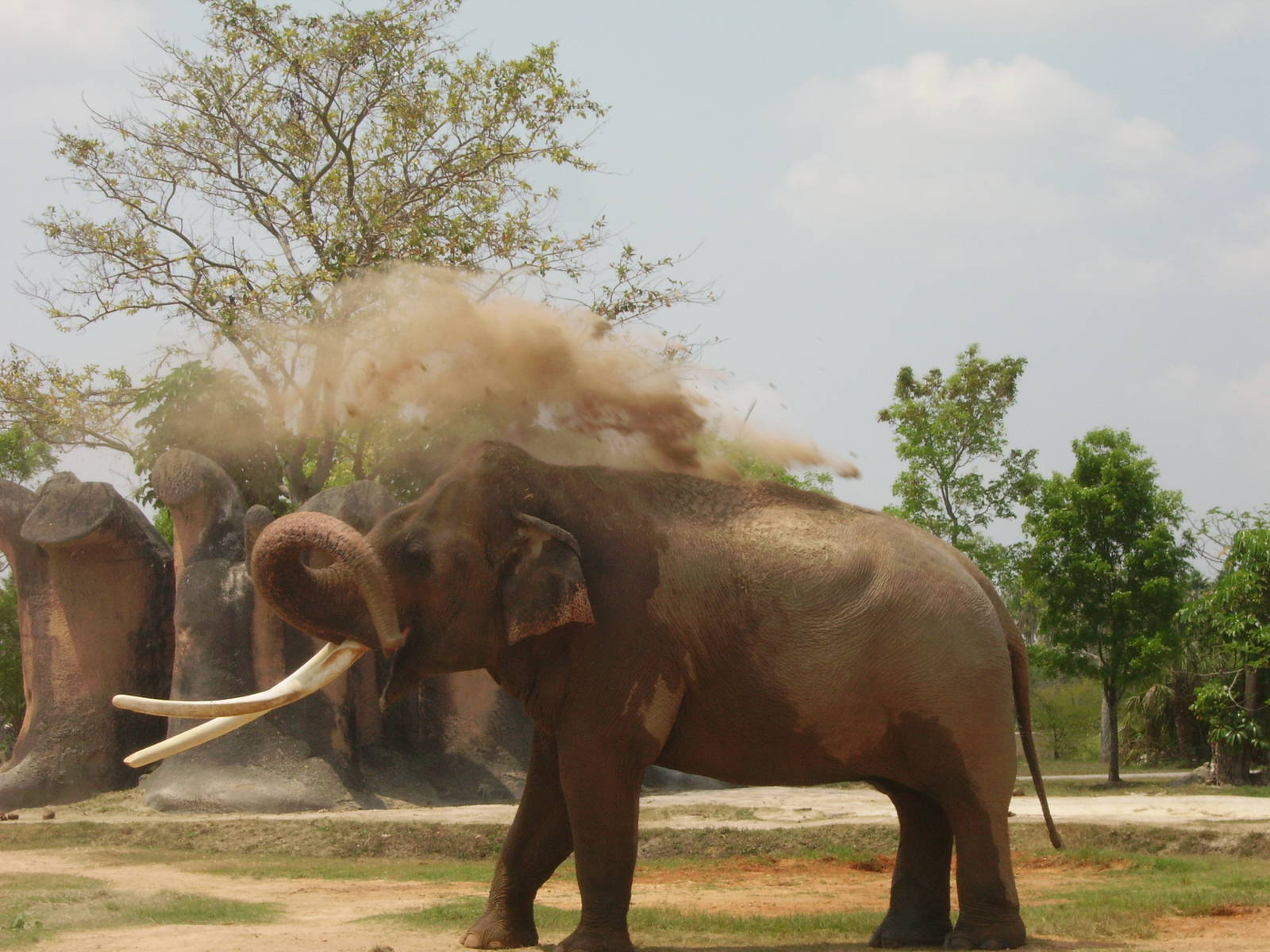 Dahlip - Miami Metrozoo