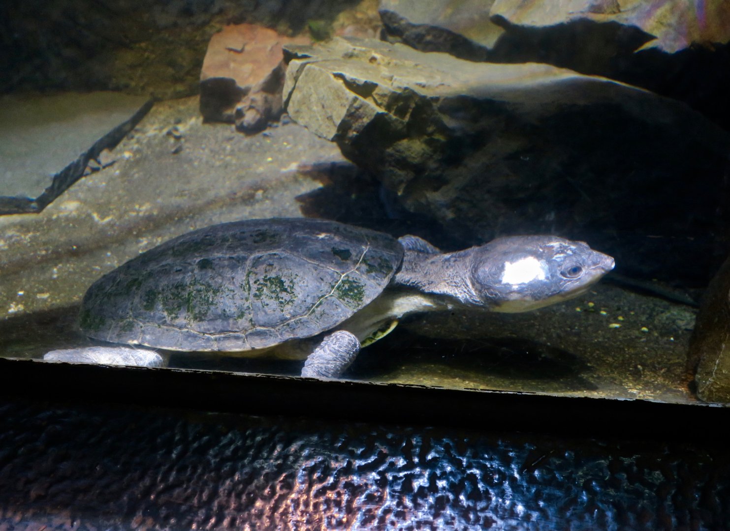 Dahl's Toad-Headed Turtle (Mesoclemmys dahli)