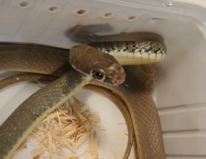 Dahl's whipsnake - Platyceps najadum