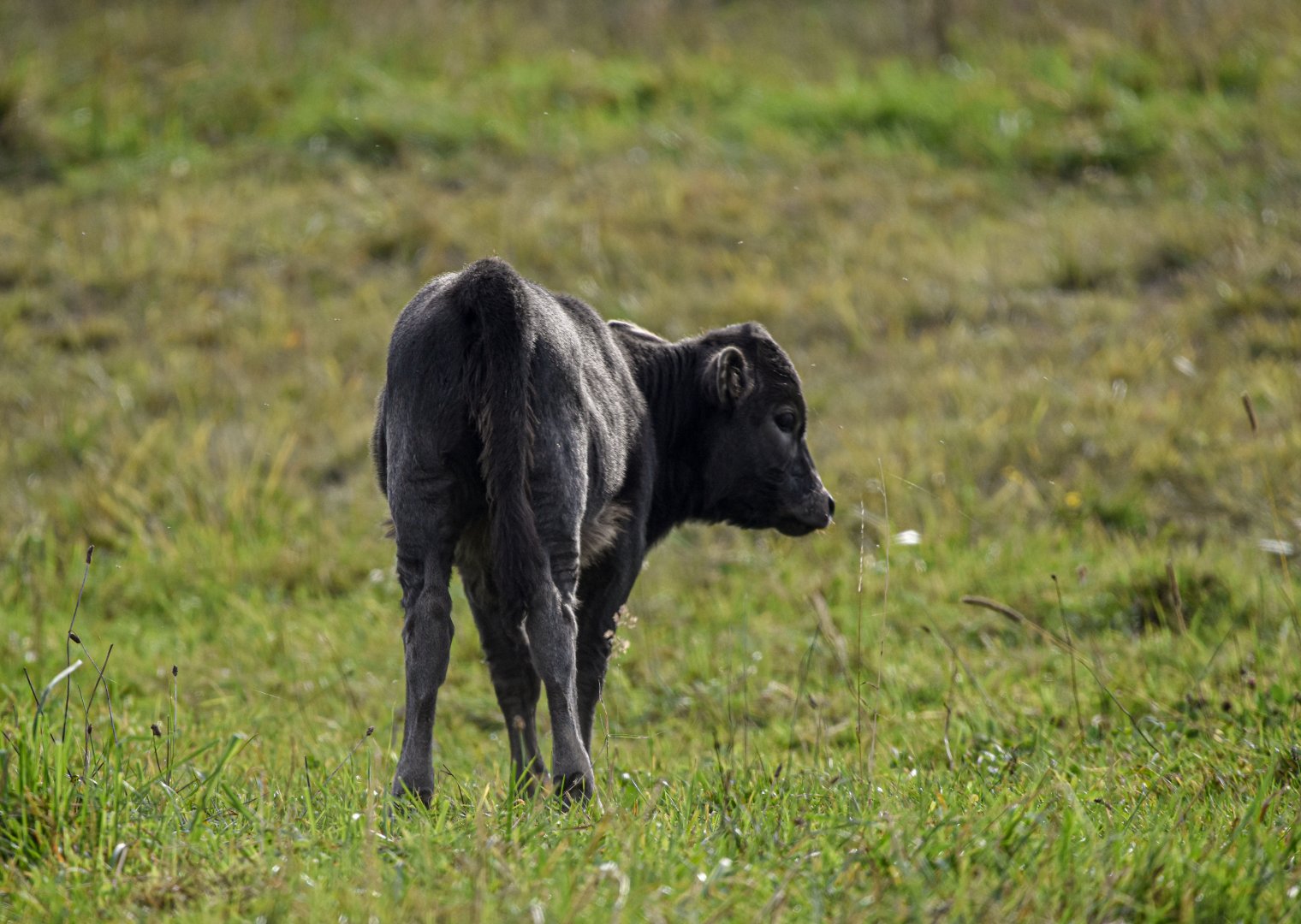 Dahomey dwarf cattle calf (October 2020)