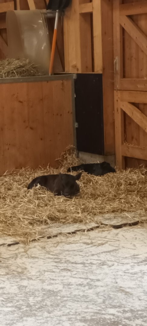 Dahomey dwarf Cattle Calves