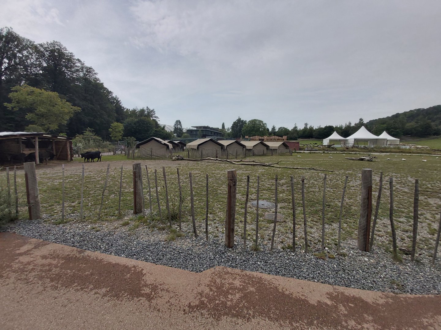 Dahomey dwarf cattle enclosure - Lewa savanna