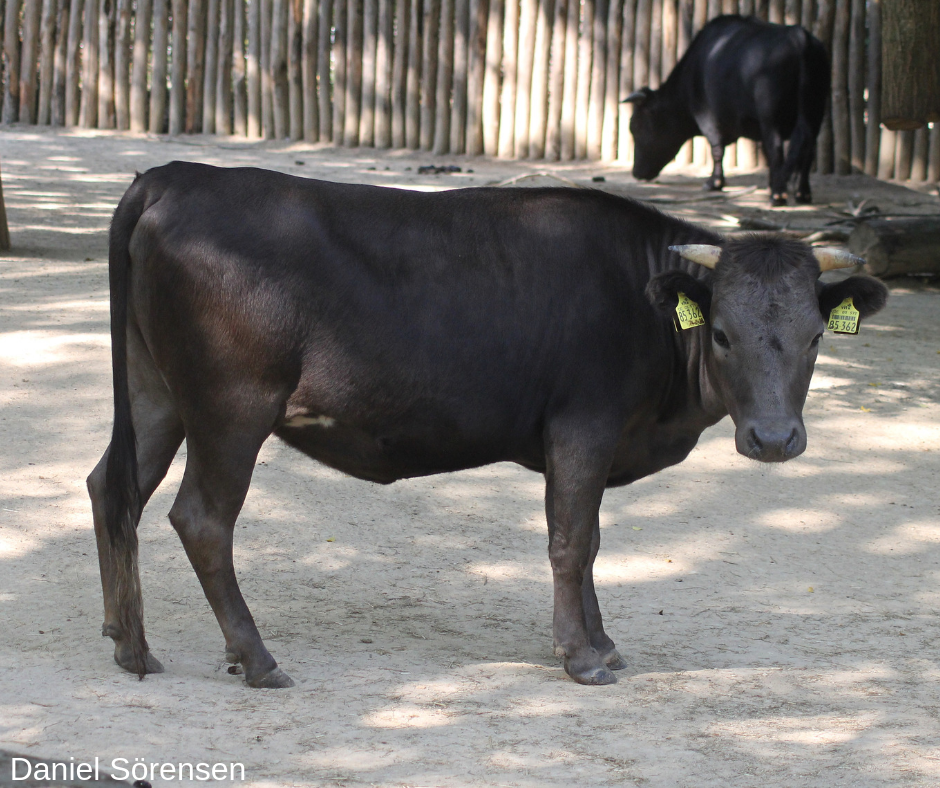 Dahomey dwarf cattle
