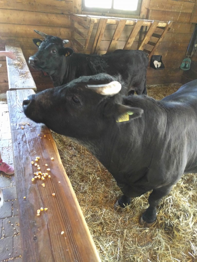 Dahomey dwarf cattle