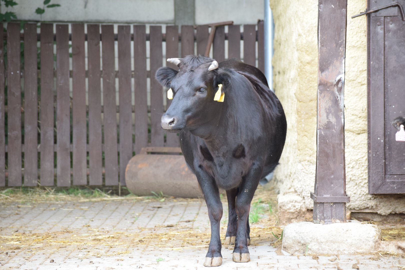 Dahomey dwarf cattle