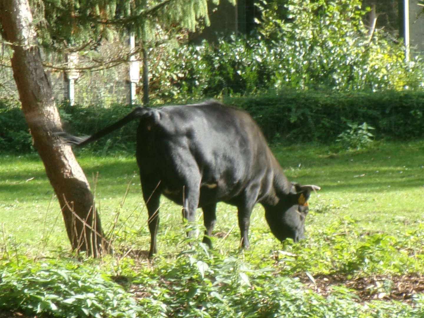 Dahomey dwarf cattle