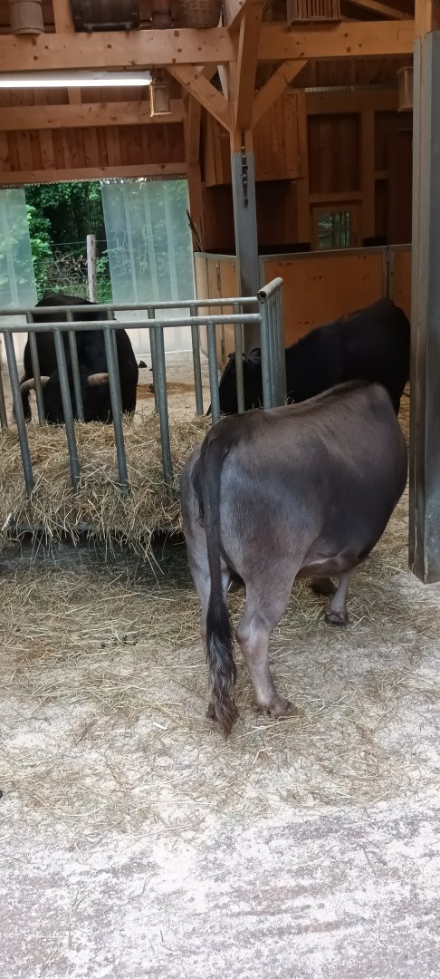 Dahomey dwarf Cattles