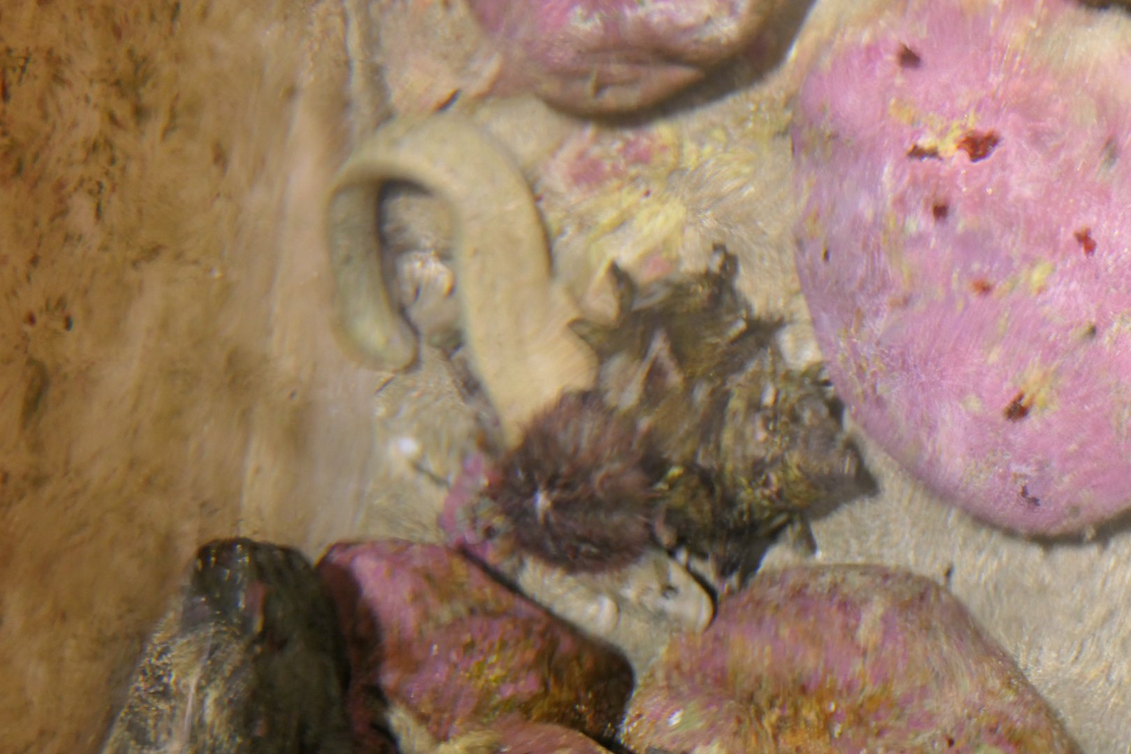 Dainan-ginpo (Dictyosoma temminckii) - Uozu Aquarium