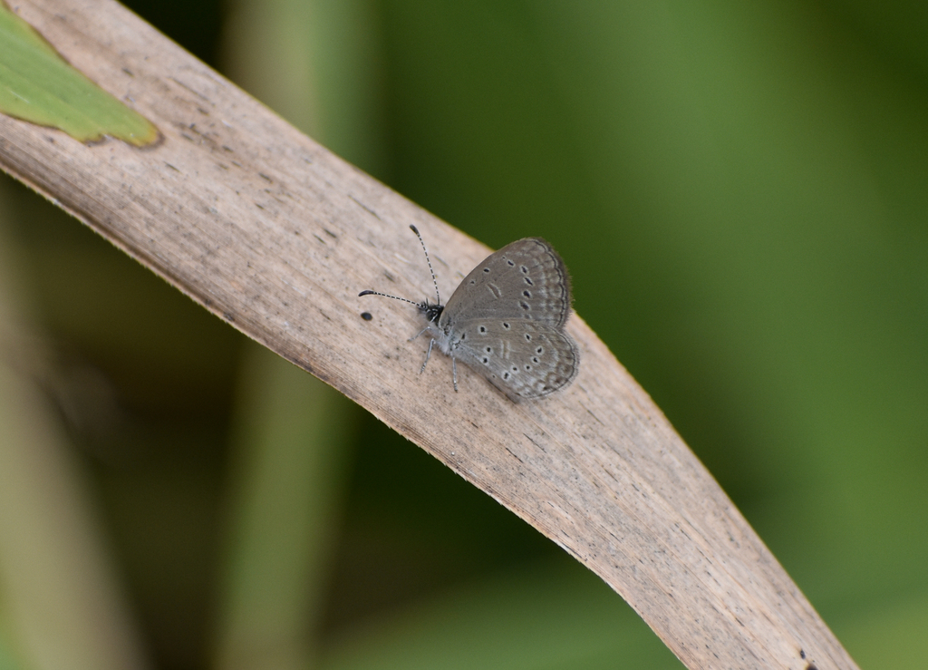 Dainty Grass-Blue, Zizula hylax