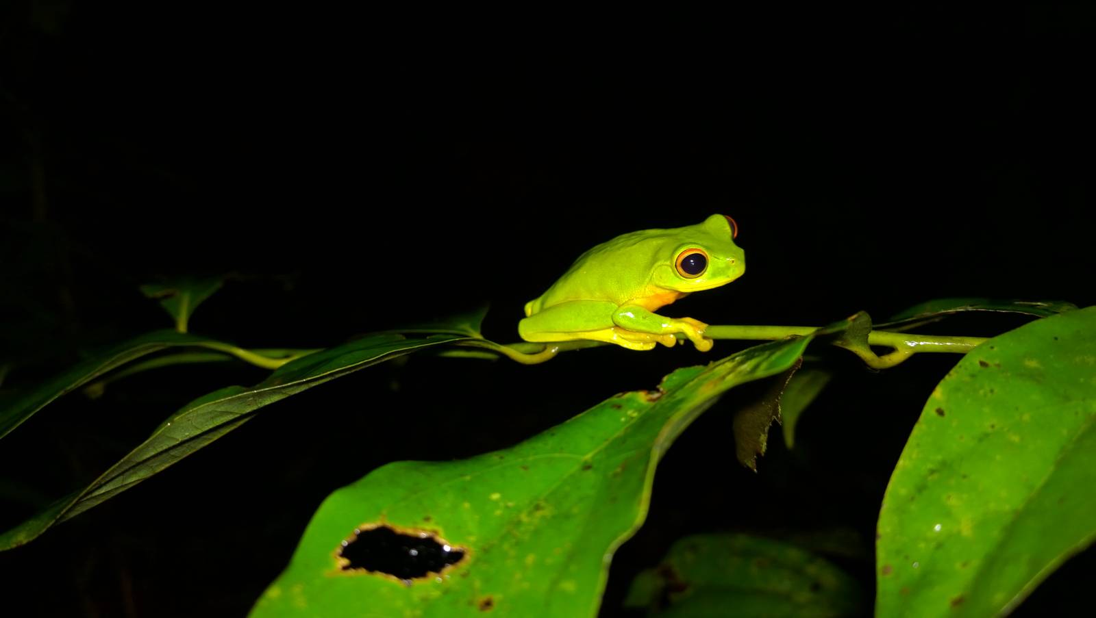 Dainty green tree frog