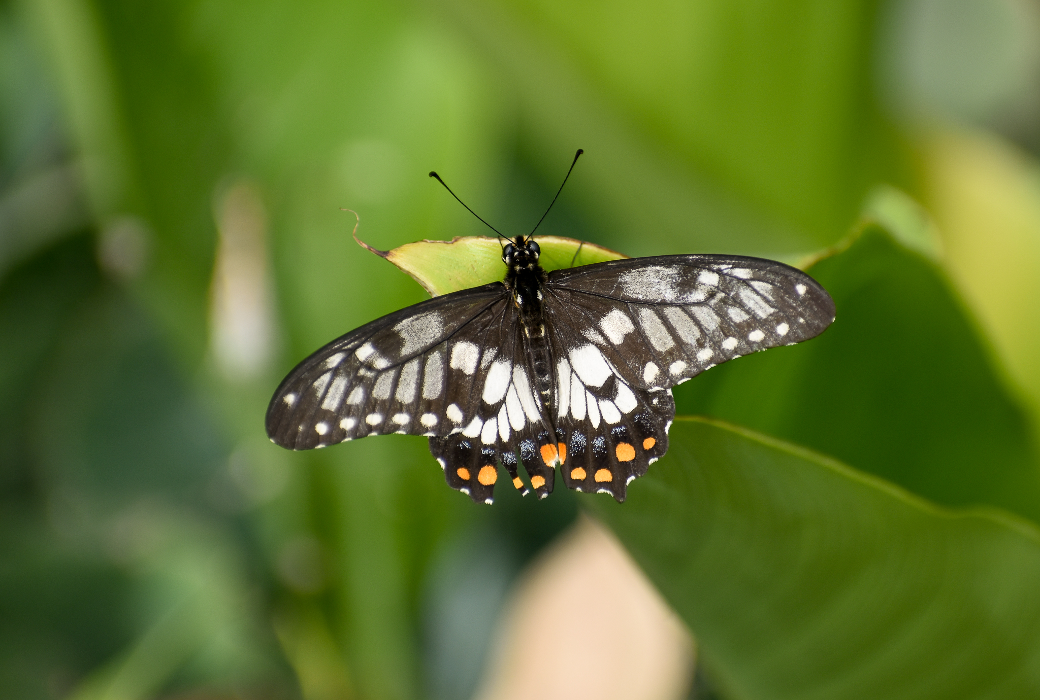Dainty Swallowtail