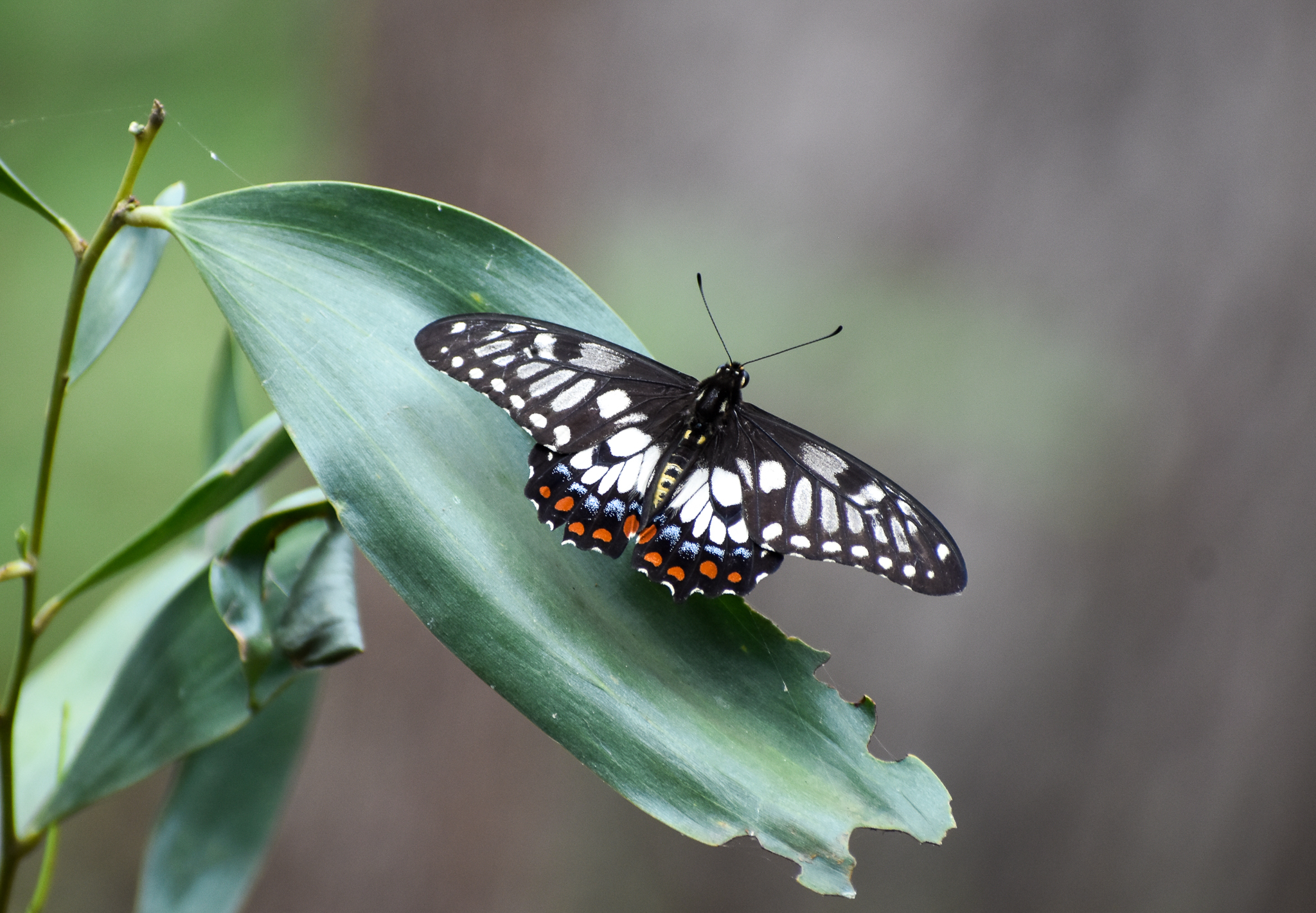 Dainty Swallowtail