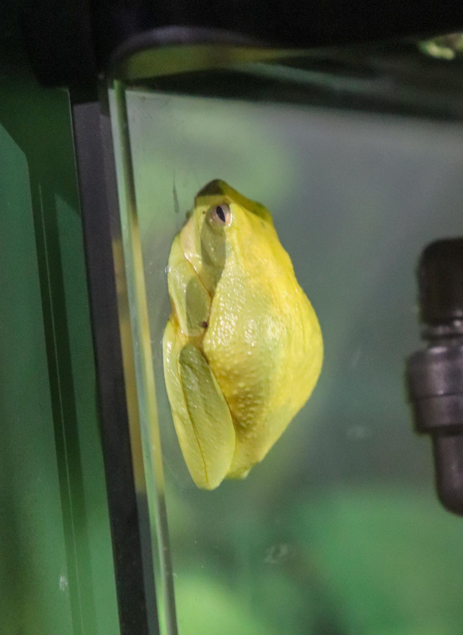 Dainty Tree Frog (Litoria gracilenta)
